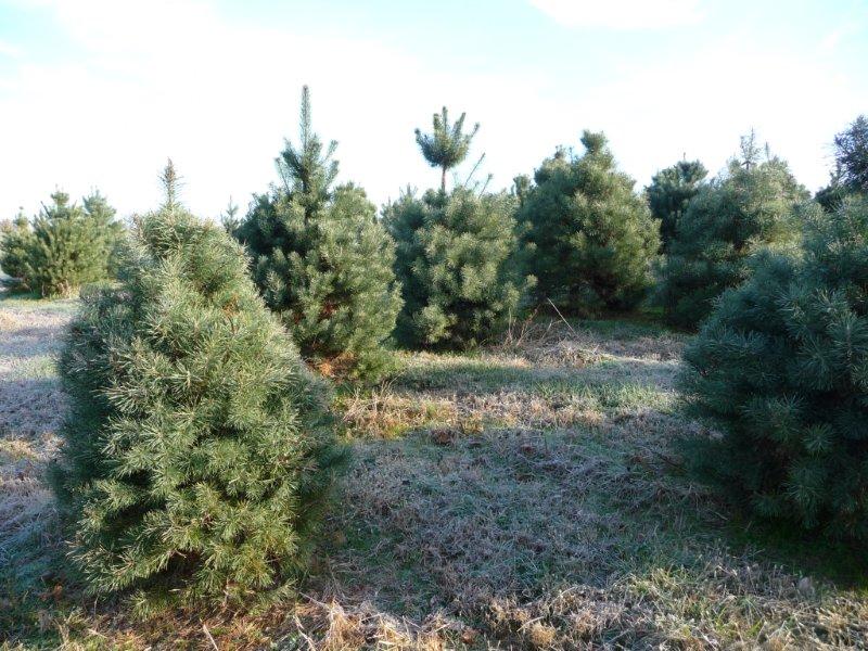 Scotch Pine
